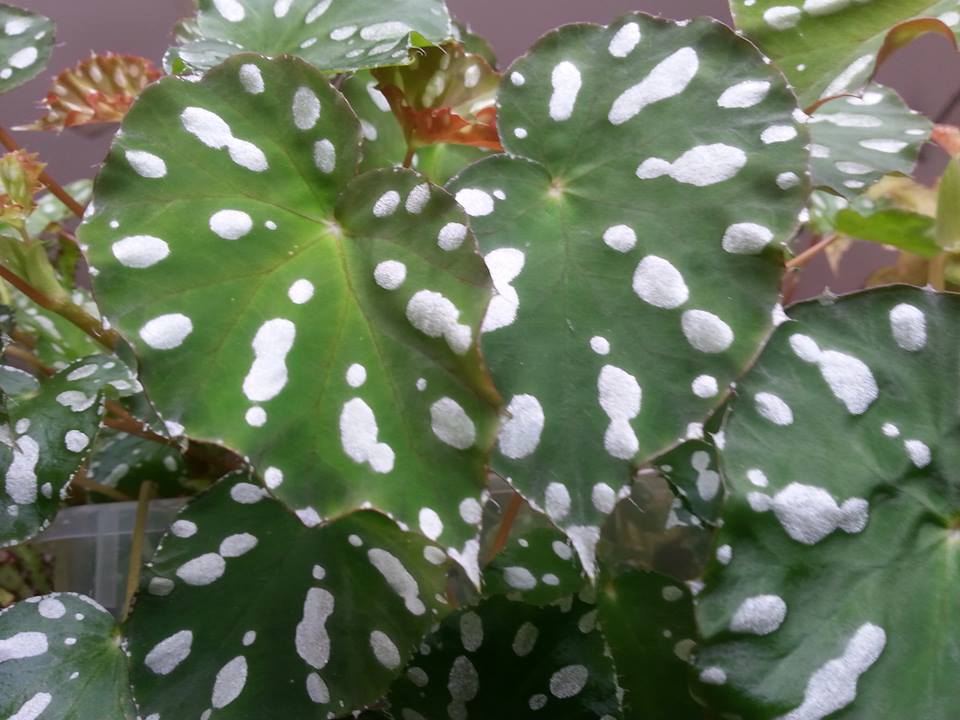 B. jiewhoei